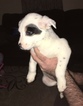 Small Photo #6 Australian Cattle Dog Puppy For Sale in STUARTS DRAFT, VA, USA