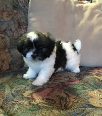 Mal-Shi Puppy for sale in SYLVA, NC, USA