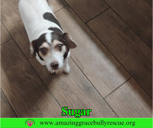 Sugar - Female Doxle Dog for Adoption - Photo #3