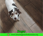 Small Photo #3 Doxle Puppy For Sale in Milton, FL, USA