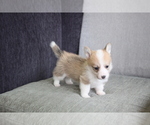Small Photo #6 Pembroke Welsh Corgi Puppy For Sale in CHICAGO, IL, USA