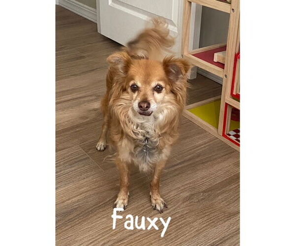 Medium Photo #3 Pomeranian-Unknown Mix Puppy For Sale in Sandy, UT, USA