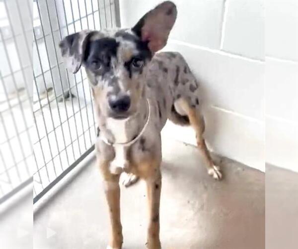 Medium Photo #2 Catahoula Leopard Dog Puppy For Sale in Houston, TX, USA