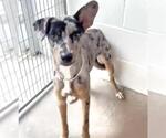 Small #1 Catahoula Leopard Dog