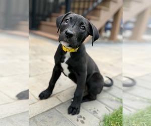 Labrador Retriever-Unknown Mix Dogs for adoption in Greenville, SC, USA