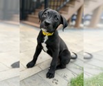Small Labrador Retriever Mix