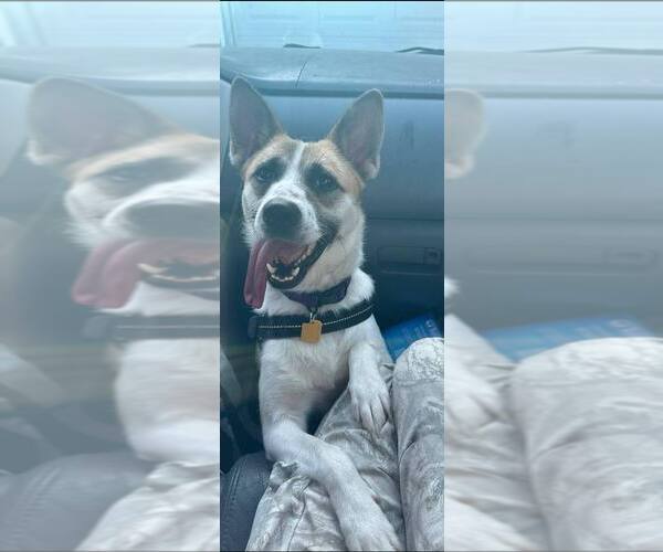 Medium Photo #1 Mutt Puppy For Sale in Bellingham, WA, USA
