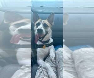 Mutt Dogs for adoption in Bellingham, WA, USA