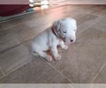 Small Photo #3 Dogo Argentino Puppy For Sale in RYAN, OK, USA