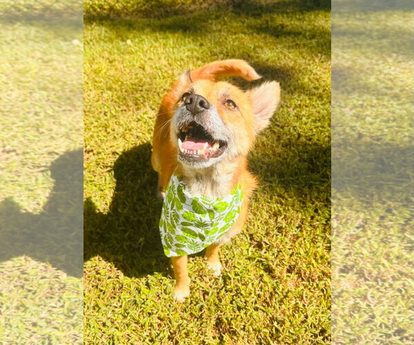 Medium Photo #3 Mutt Puppy For Sale in Greenville, SC, USA