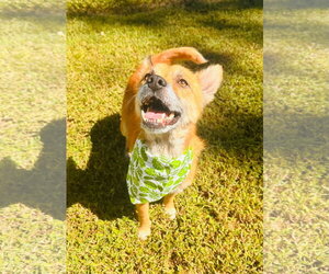 Foxy - Female Mutt Dog for Adoption - Photo #3