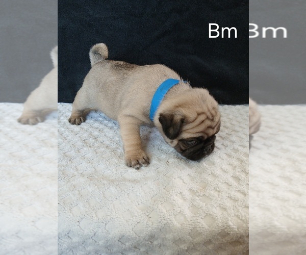 Medium Photo #9 Pug Puppy For Sale in EDGAR, WI, USA