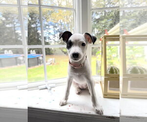 American Pit Bull Terrier-Jack Russell Terrier Mix Dogs for adoption in Oakhurst, NJ, USA