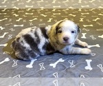 Small #12 Australian Shepherd