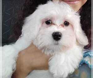 Maltese Puppy for sale in COLLIERVILLE, TN, USA