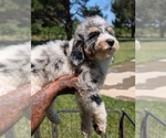 Small Photo #35 Bernedoodle-Golden Mountain Dog Mix Puppy For Sale in DAVIS, CA, USA