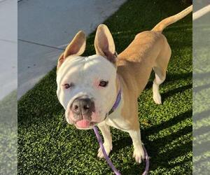 Mutt Dogs for adoption in Las Vegas, NV, USA