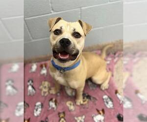 Staffordshire Bull Terrier-Unknown Mix Dogs for adoption in Brighton, CO, USA