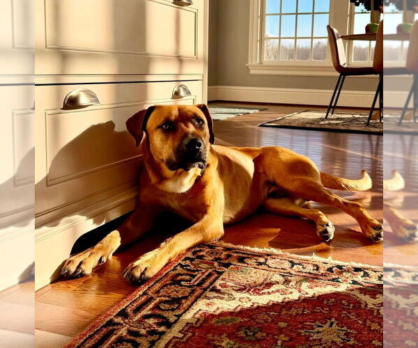 Medium Photo #20 Black Mouth Cur Puppy For Sale in Canton, CT, USA