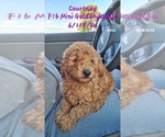 Puppy Courtney Goldendoodle (Miniature)