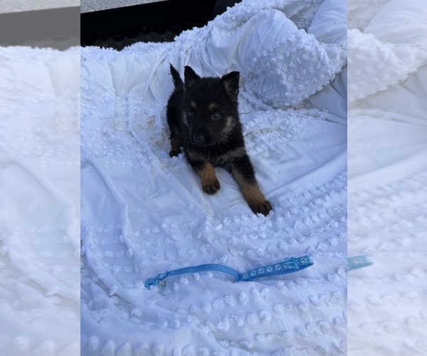 Medium Photo #2 German Shepherd Dog Puppy For Sale in GREENVILLE, NC, USA