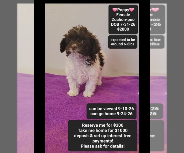 Medium Photo #1 Poodle (Toy)-Zuchon Mix Puppy For Sale in TUCSON, AZ, USA
