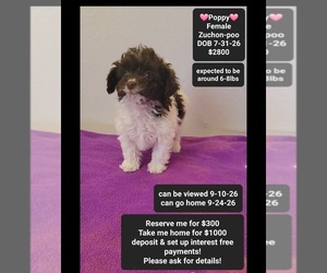 Poodle (Toy)-Zuchon Mix Puppy for sale in TUCSON, AZ, USA