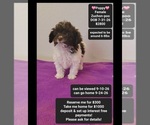 Poppy - Female Poodle (Toy)-Zuchon Mix Puppy for Sale - Small photo