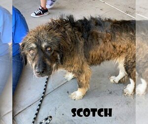 Scotch - Female Great Pyrenees-Leonberger Mix Dog for Adoption - Photo #3