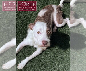 Mutt Dogs for adoption in Marina del Rey, CA, USA