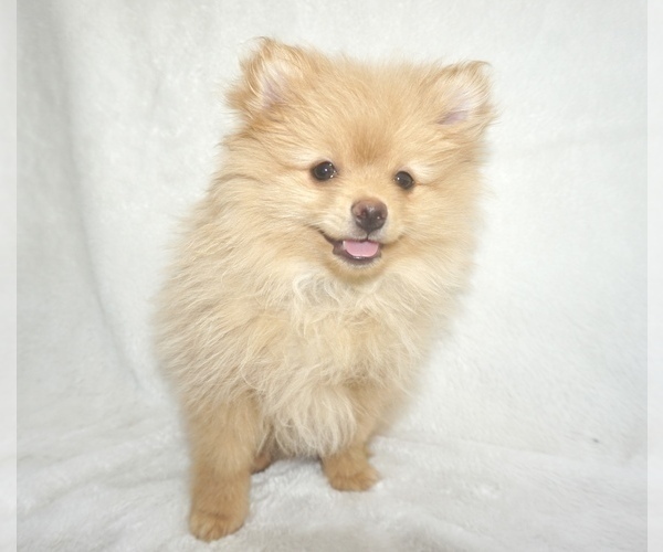 Medium Photo #4 Pomeranian Puppy For Sale in WEST BLOOMFIELD, MI, USA