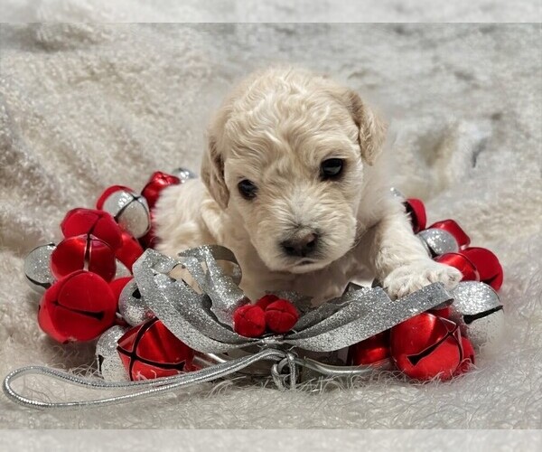 Medium Photo #1 Cavapoo (Miniature)-Maltipoo (Miniature) Mix Puppy For Sale in Fort Saskatchewan, Alberta, Canada