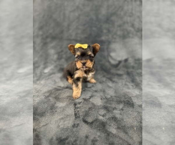 Medium Photo #9 Yorkshire Terrier Puppy For Sale in PARIS, TX, USA