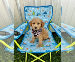 Goldendoodle Puppy for Sale in BELDING, Michigan USA