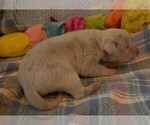 Small Photo #69 Great Dane Puppy For Sale in SPRAGGS, PA, USA