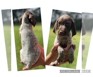 German Shorthaired Pointer Puppy for sale in MORTON, MS, USA