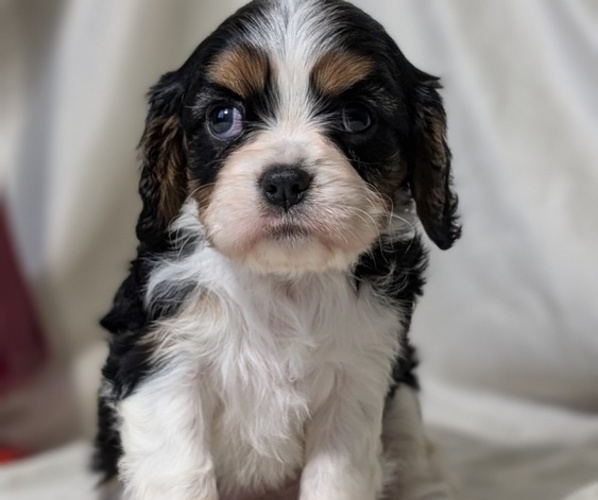 Medium Photo #3 Cavalier King Charles Spaniel Puppy For Sale in GOSHEN, IN, USA