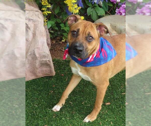 Medium Photo #1 Black Mouth Cur-Unknown Mix Puppy For Sale in Oklahoma City, OK, USA