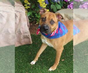 Black Mouth Cur-Unknown Mix Dogs for adoption in Oklahoma City, OK, USA