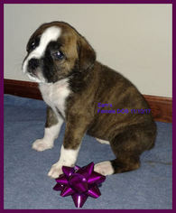 Boxer-Unknown Mix Puppy for sale in LYONS, KS, USA