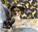 Small #5 Dachshund Mix