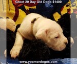 Small #30 Dogo Argentino