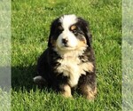Small Photo #1 Bernese Mountain Dog Puppy For Sale in EPHRATA, PA, USA