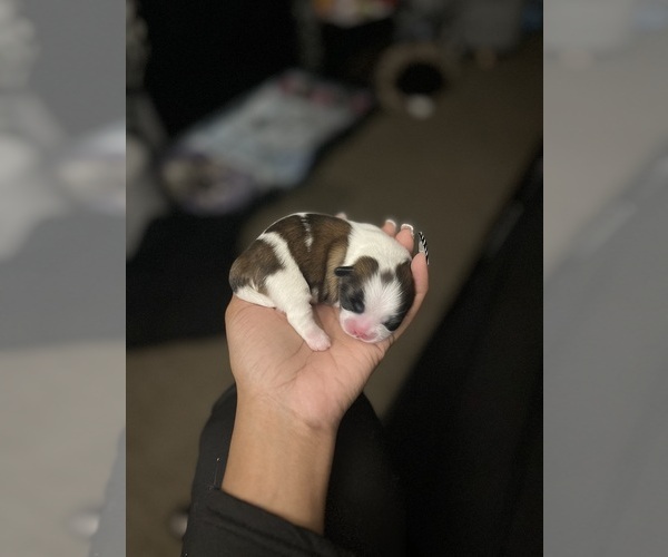 Medium Photo #7 Shih Tzu Puppy For Sale in MEMPHIS, TN, USA