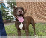 Small #2 American Pit Bull Terrier Mix