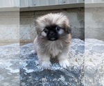 Image preview for Ad Listing. Nickname: Piper Pekingese