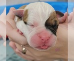 Small Photo #9 Olde English Bulldogge Puppy For Sale in ATHENS, AL, USA