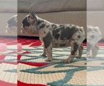 Small Photo #4 French Bulldog Puppy For Sale in ARLINGTON, TX, USA