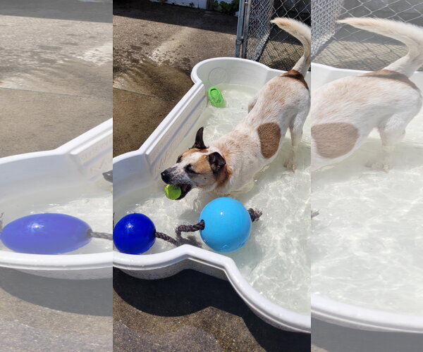 Medium Photo #15 Mutt Puppy For Sale in Rockaway, NJ, USA