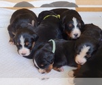 Small Photo #5 Bernese Mountain Dog Puppy For Sale in PAXTON, IL, USA
